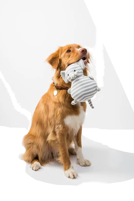 金毛犬衔着玩具