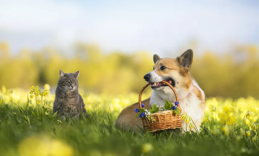 金毛犬与猫在草地上